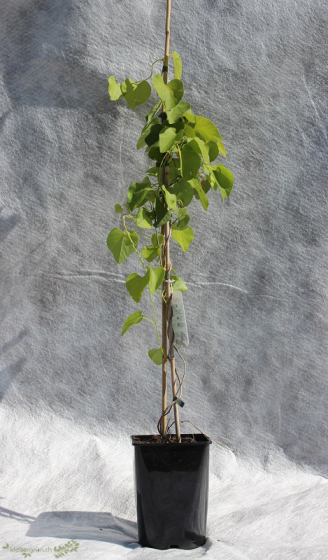 Die Pfeifenwinde (Aristolochia macrophylla) ist eine starkwachsende Schlingpflanze, mit schönen Blättern und eignet sich hervorragend für die Hochbegrünung und Fassadenbegrünung.